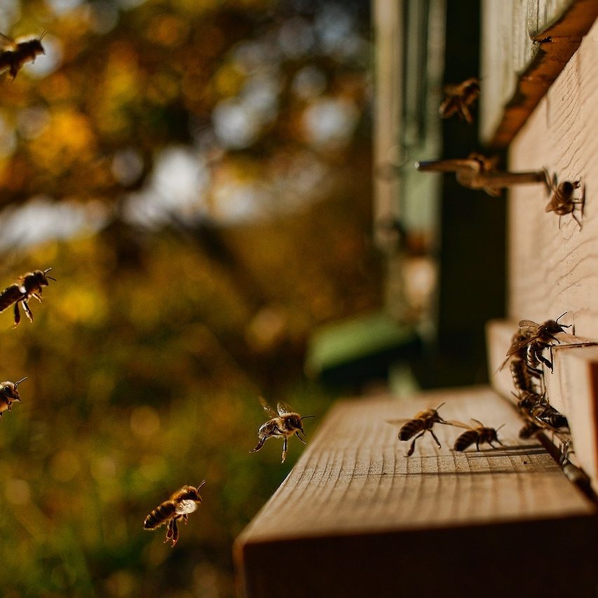 Symbolbild für "Nachhaltige Organisation werden": Bienen fliegen in den Bienenstock